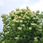SYRINGA RETICULATA IVORY SILK Japanese Tree Lilac